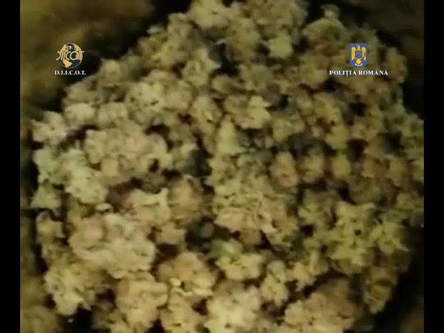 (VIDEO) Percheziții în Dolj și Olt la persoane bănuite de trafic de droguri