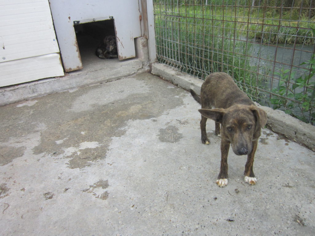 Câine eutanasiat în Adăpostul din Breasta