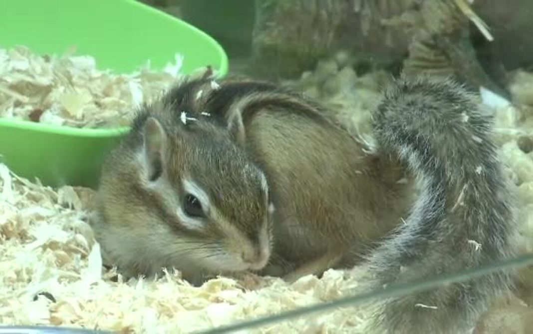 O veveriţă a călătorit trei săptămâni cu un vapor