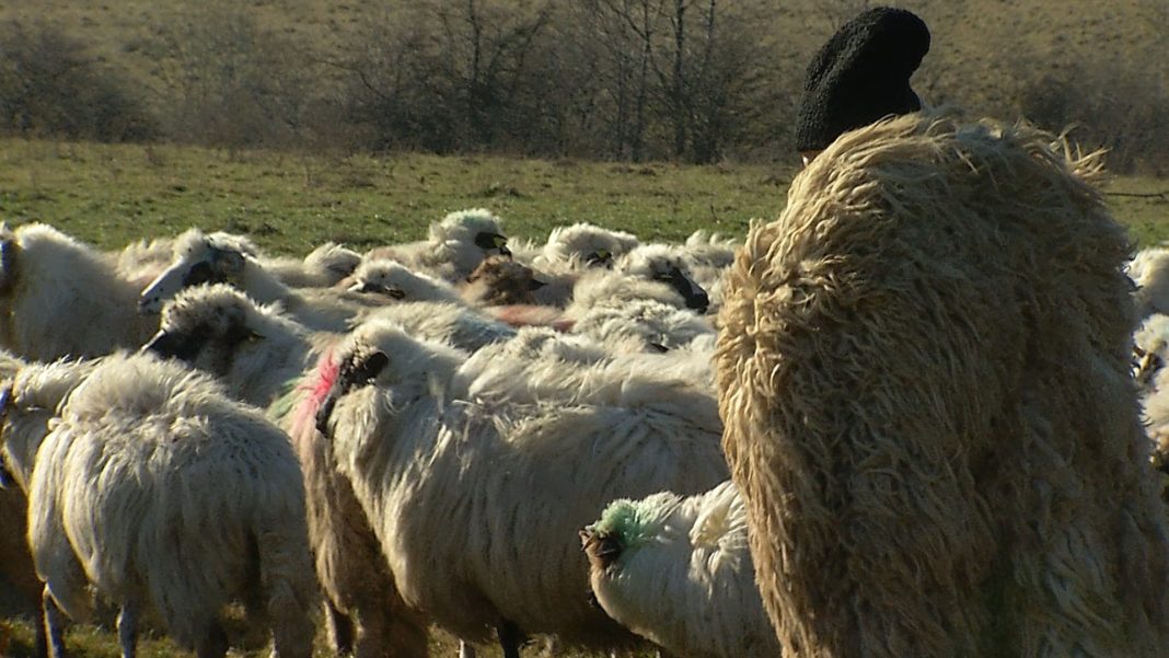 Bani de la stat pentru afaceri la munte