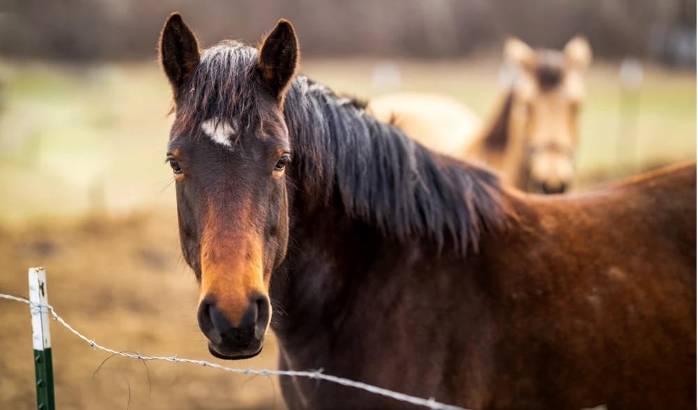 Vâlcea: Tânăr cercetat pentru zoofilie