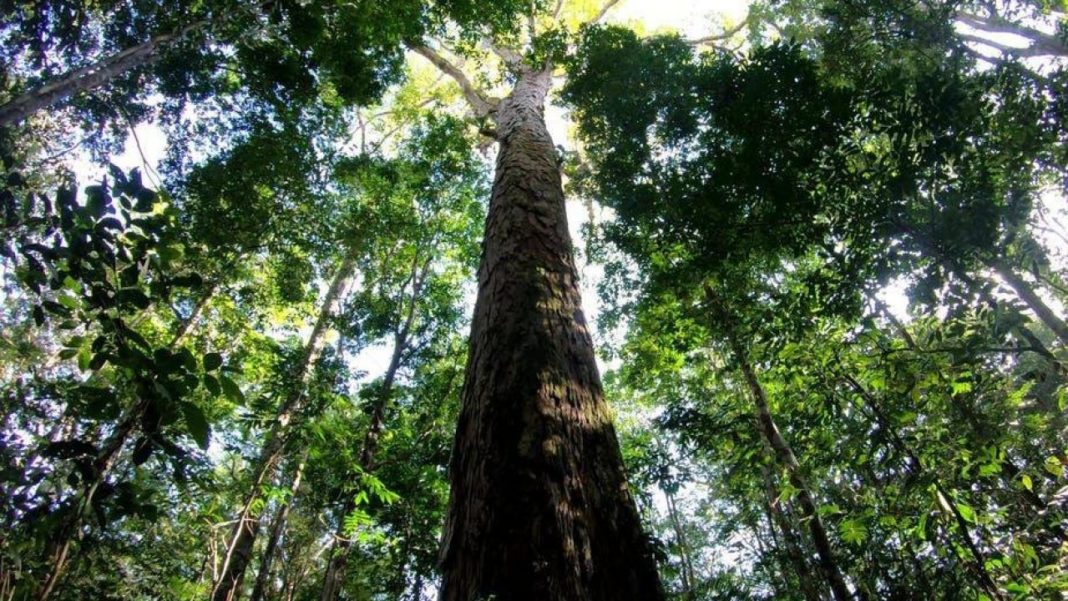 Cel mai mare copac din lume a fost găsit în pădurea amazoniană