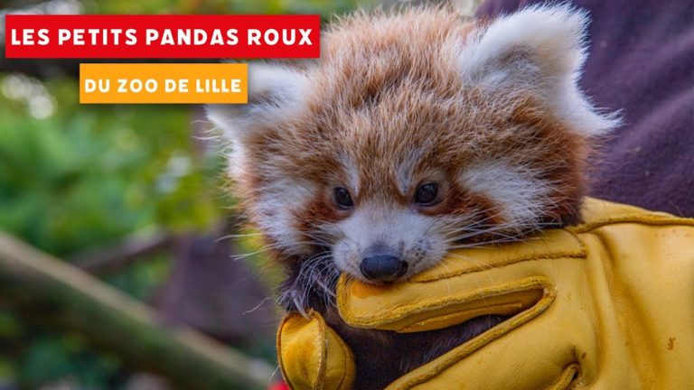 (VIDEO) Franţa: Doi pui de panda roşu s-au născut la o grădină zoologică