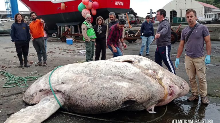 (VIDEO) Cel mai greu pește din lume, de 3 tone, prins în Azore