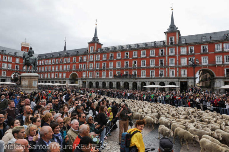 Străzile din Madrid, invadate de oi