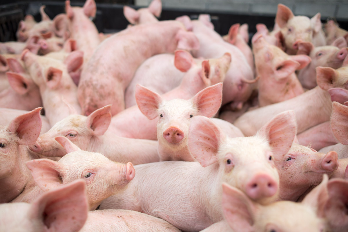Cei aproape 40.000 de porci vor fi acum omorâți și se vor lua măsuri pentru combaterea răspândirii bolii