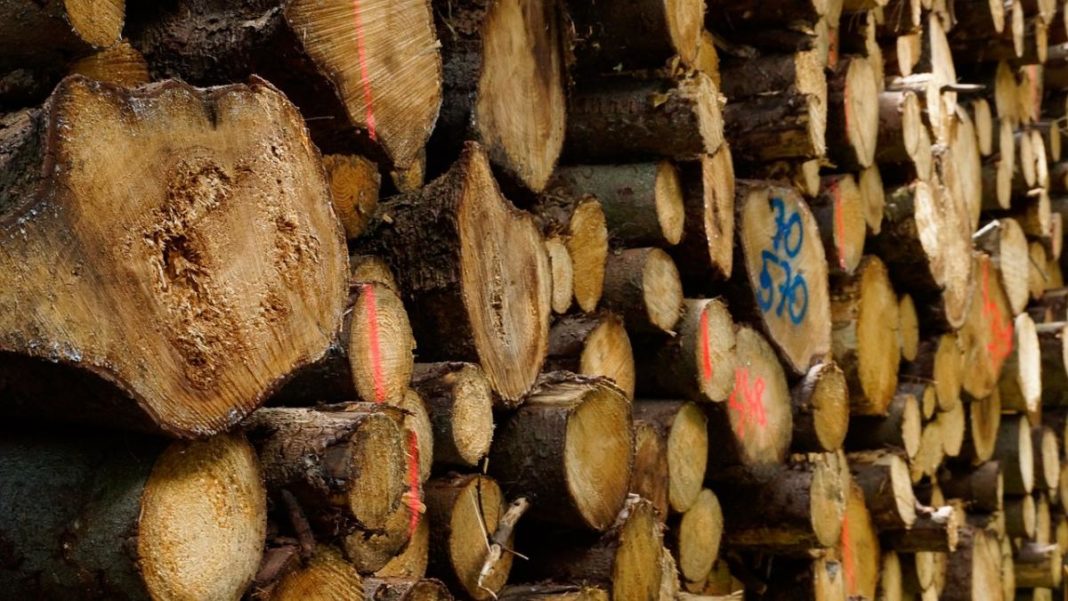 A fost întocmit dosar penal sub aspectul săvârșirii infracțiunilor de tăiere ilegală de arbori
