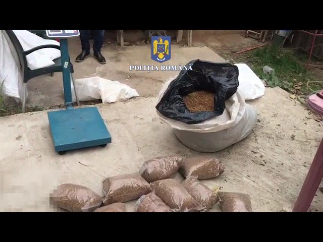 (VIDEO) Olt: Percheziții la persoane bănuite de contrabandă cu tutun accizabil