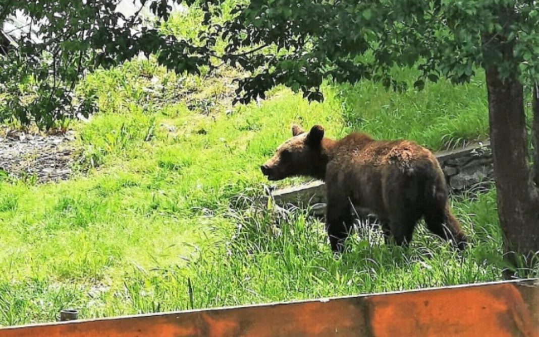 Urs filmat când intră într-o gospodărie din orașul Novaci