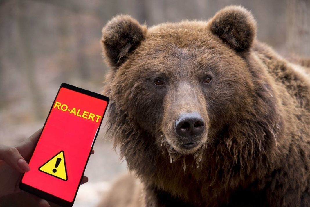 Prezența unui urs între localitățile Prigoria semnalată prin RO-Alert