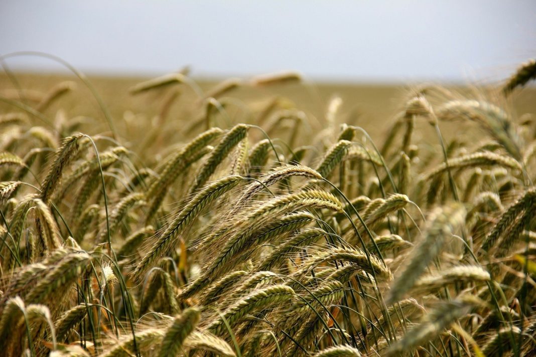Creştere a preţurilor pe piaţa cerealelor după retragerea Rusiei din acordul privind coridorul Mării Negre