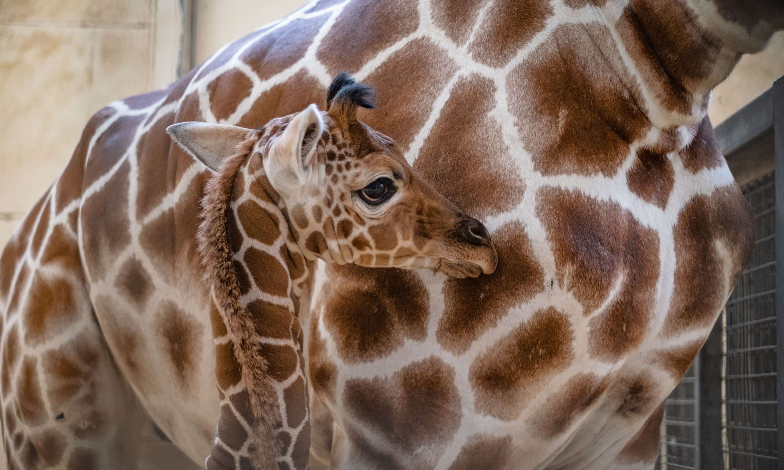 Un pui de girafă este noua vedetă de la o grădină zoologică din Marea Britanie