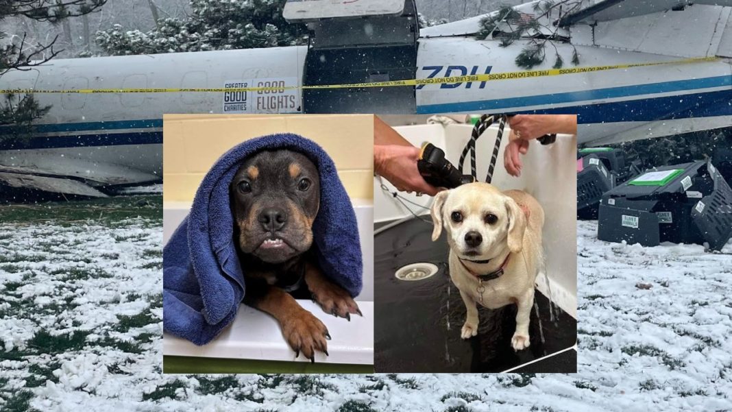 Trei oameni și 53 de câini au scăpat cu viață dintr-un accident aviatic