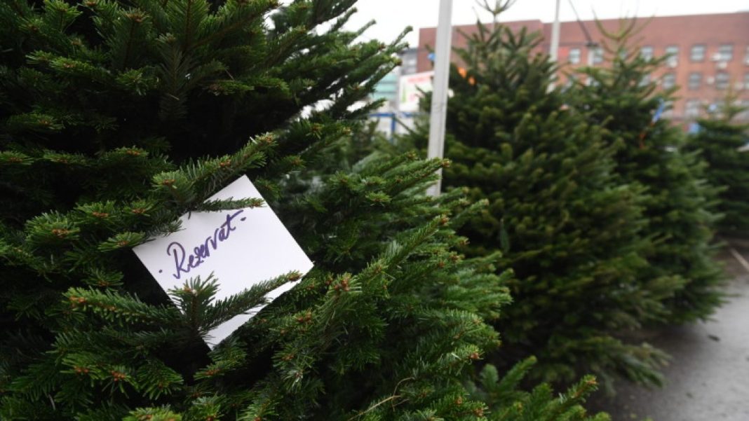Aproape 31.000 de pomi de Crăciun, scoşi la vânzare în acest an de Romsilva