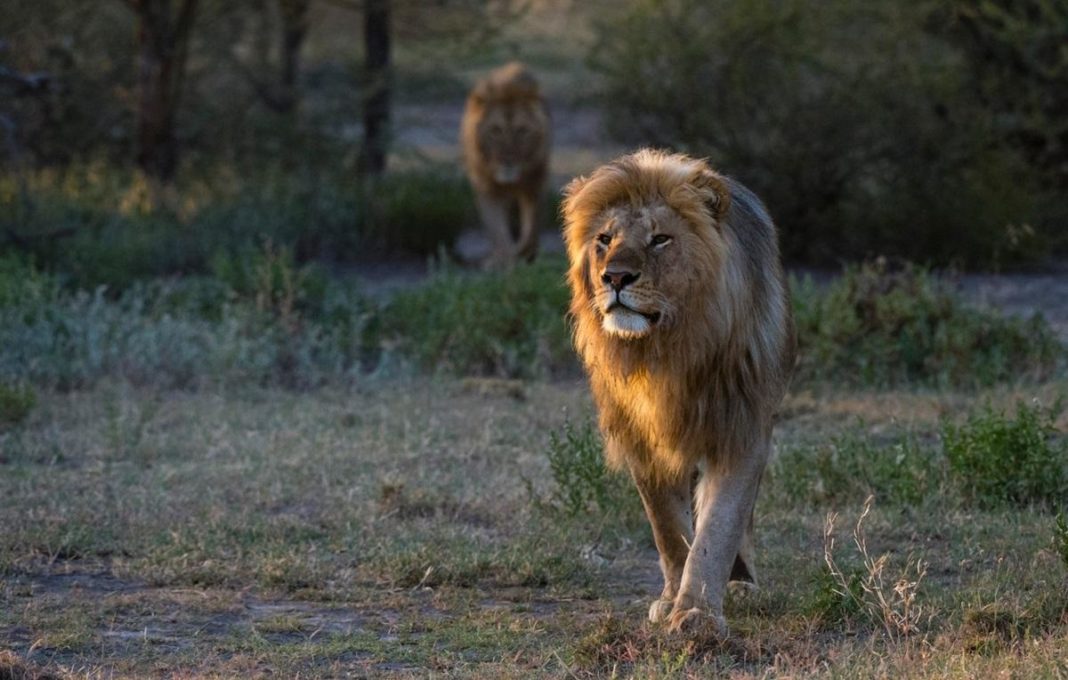 Cinci lei africani au evadat, miercuri, din adăposturile lor de la Grădina Zoologică Taronga din Sydney, declanşând o închidere de urgenţă