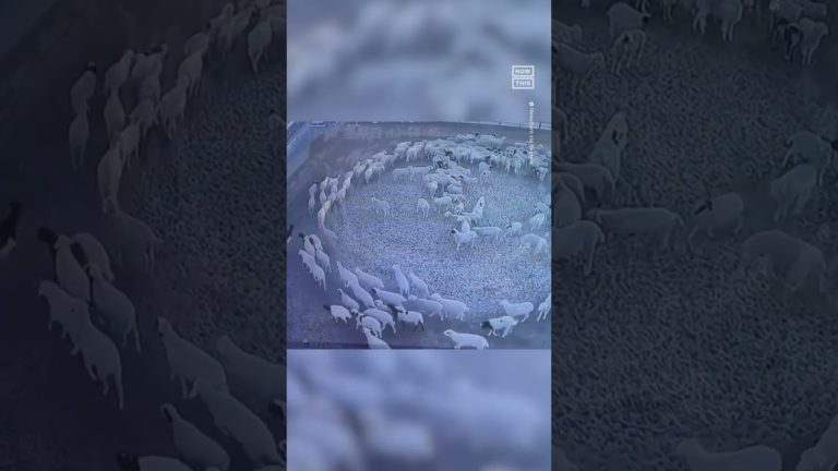 (VIDEO) Sute de oi se învârt încontinuu, în cerc, de pe 4 noiembrie