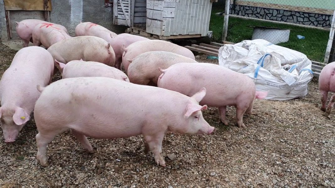 Aproape 35.000 de porci vor fi sacrificați în Gorj de Cărciun