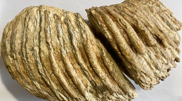 Molar de mamut vechi de 10.000 de ani, confiscat de poliţişti de la o femeie