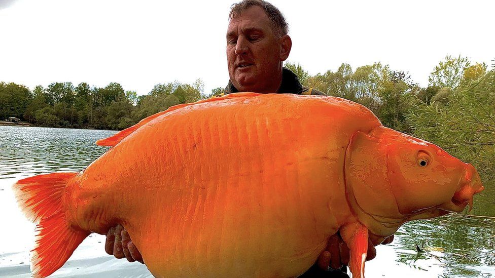Unul dintre cei mai mari pești aurii din lume, pescuit în Franţa