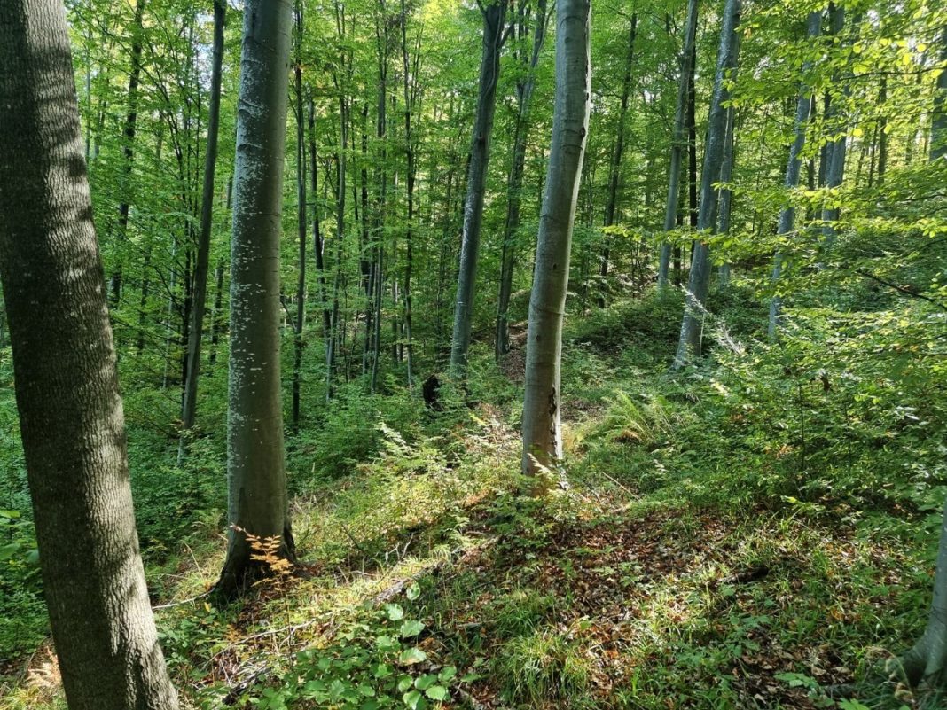Ministrul Mediului: Se fac pregătiri pentru cea mai amplă campanie de împădurire din România