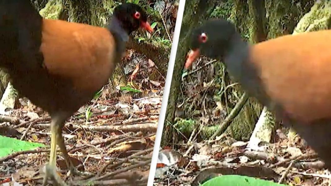 Pasăre considerată dispărută de 140 de ani, redescoperită în pădurile din Papua Noua Guinee