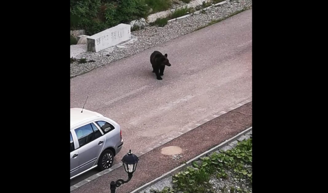 (VIDEO) Urs, în apropierea unui loc de joacă din Predeal