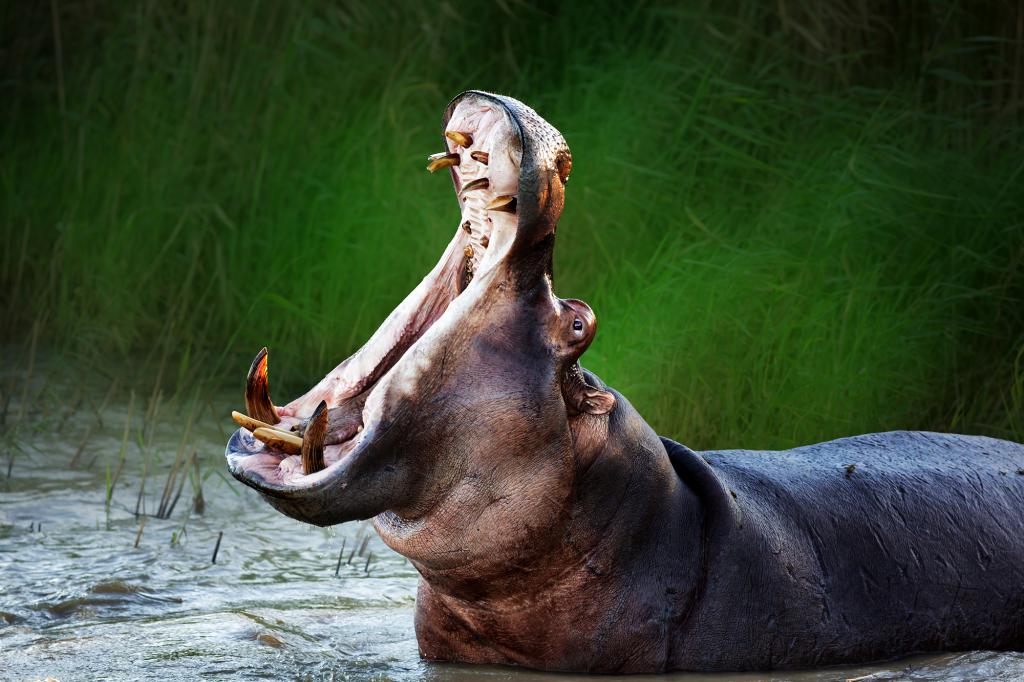 Băiat de doi ani, înghițit şi scuipat de un hipopotam