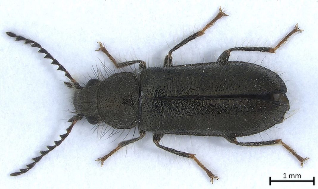 O specie de insectă, descoperită pentru prima oară în România