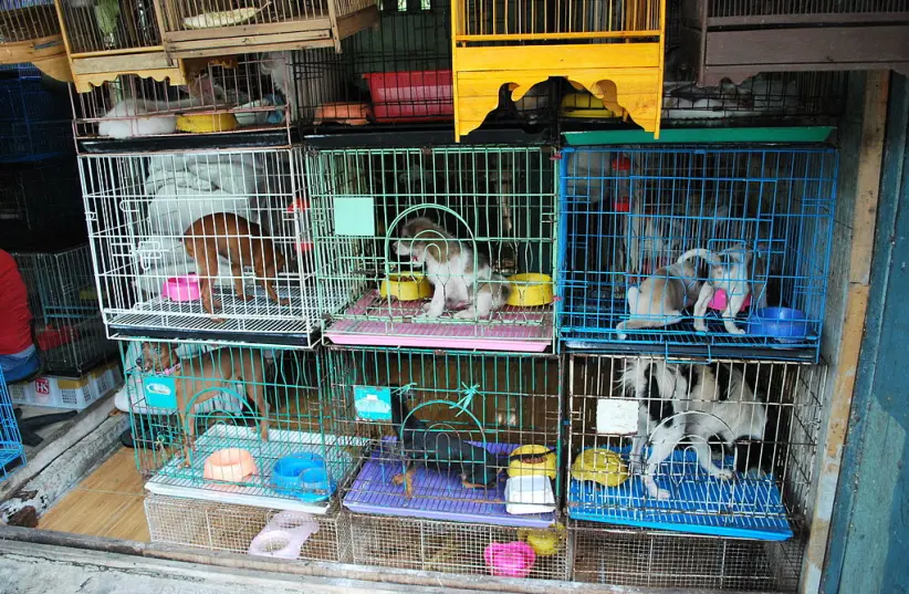Statul New York interzice vânzarea de animale în pet shop-uri din 2024