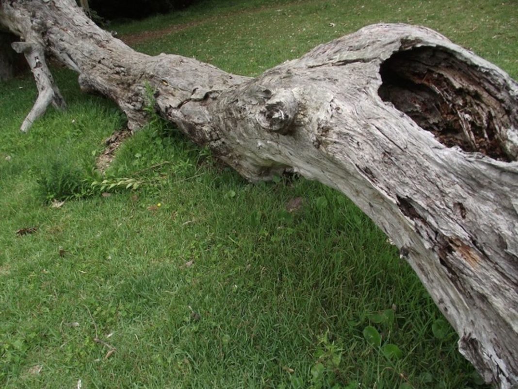 Copac prăbuşit peste un adolescent