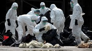 Europa se luptă cu cea mai devastatoare gripă aviară din istoria sa