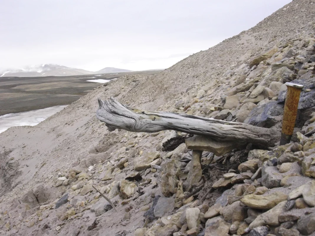 Cel mai vechi ADN din lume a fost găsit în Groenlanda