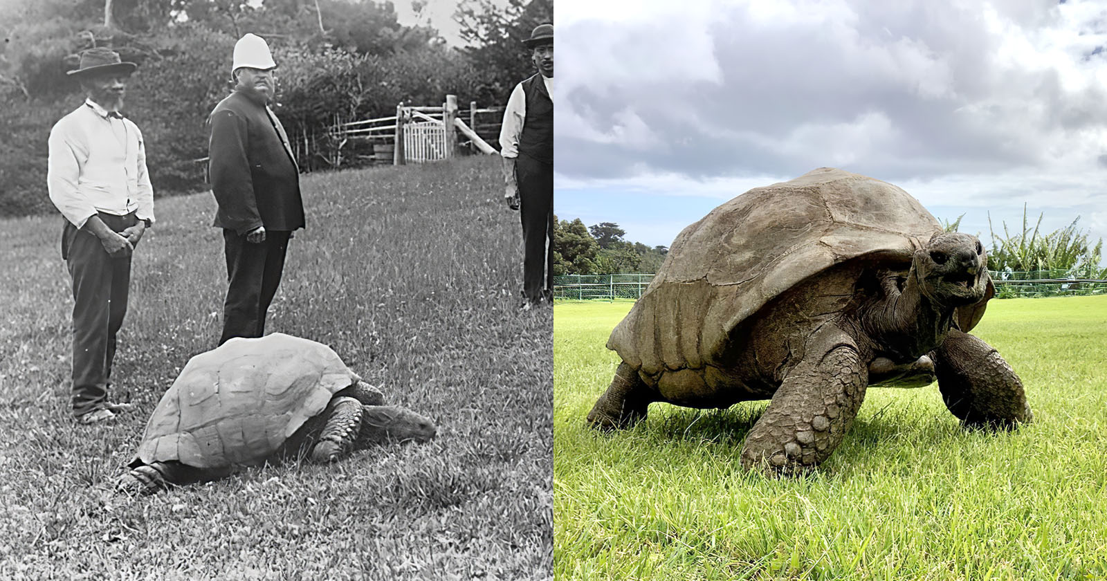 Cel mai bătrân animal terestru viu din lume împlineşte 190 de ani