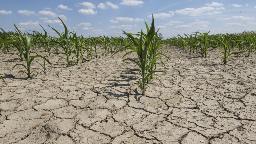 Ministrul Mediului: Peste 100.000 de hectare s-au transformat în deşert sau urmează să se deşertifice