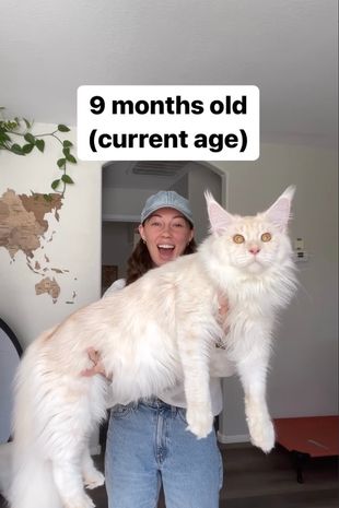 În ultimele luni, Kusa a devenit viral pe rețelele de socializare, unii internauți comparându-l cu un Pokémon