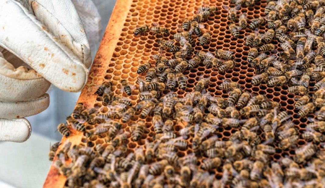 Primul vaccin pentru albine, creat în SUA