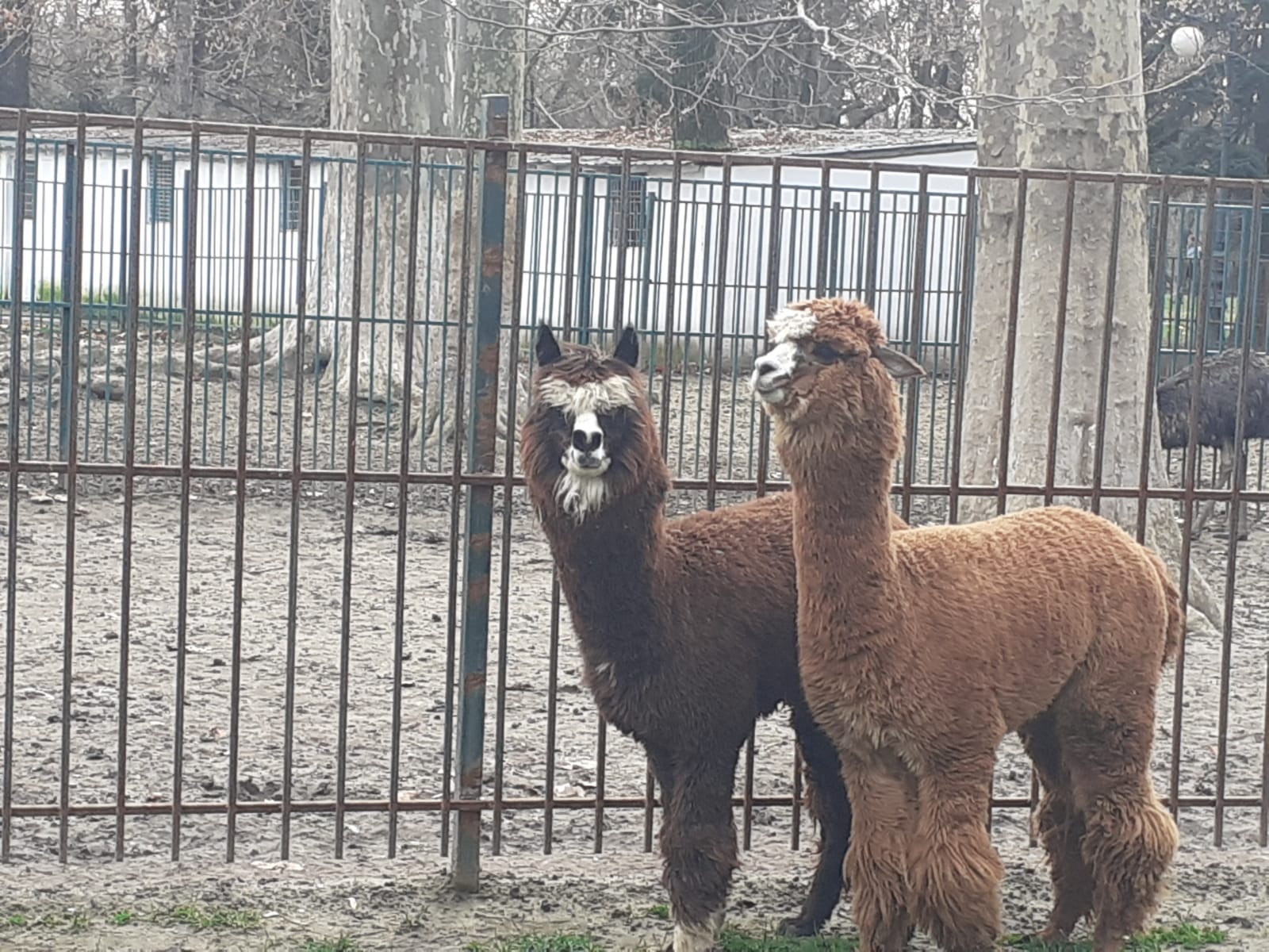 Cele două exemplare de Alpaca sunt foarte prietenoase