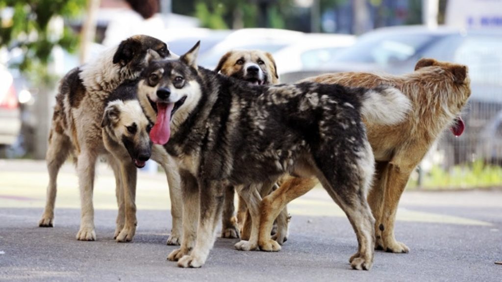 ANSVSA și Colegiul Medicilor Veterinari vor colabora pentru implementarea unui program național de sterilizare în masă a câinilor