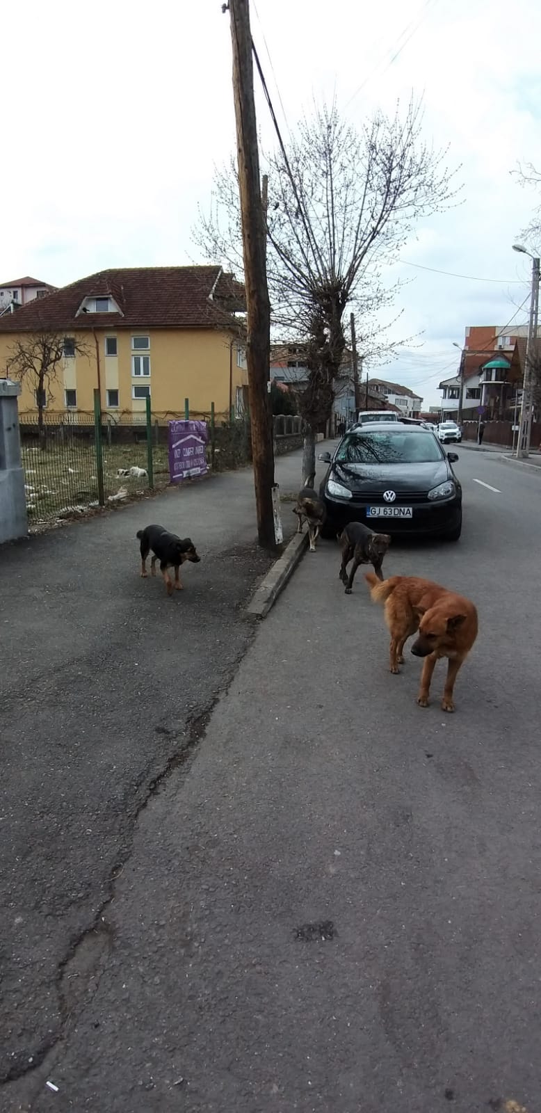 Probleme și la Târgu Jiu din cauza câinilor fără stăpân
