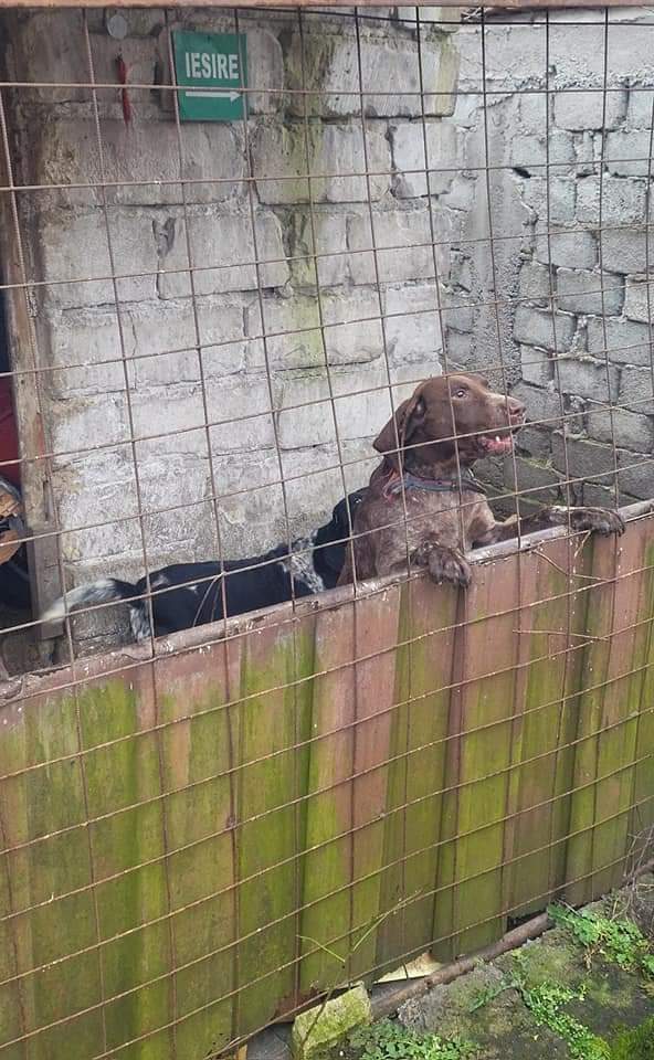 Proprietarul unui adăpost de câini insalubru, amendat de Poliția Locală Târgu Jiu