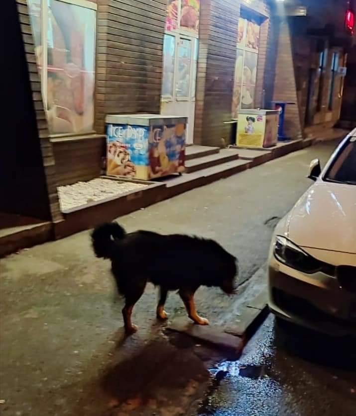 Cetățean amendat pentru că a lăsat nesupravegheat un câine la Târgu Jiu