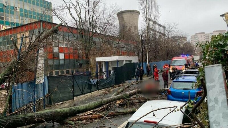 Un copac doborât de vânt a rănit o tânără şi a avariat trei maşini