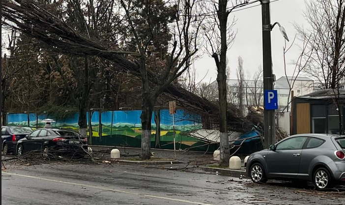 O femeie şi un copil au ajuns la spital după ce un copac a căzut pe două maşini