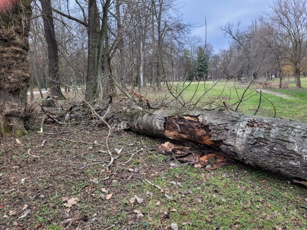 Copac prăbușit în Parcul 