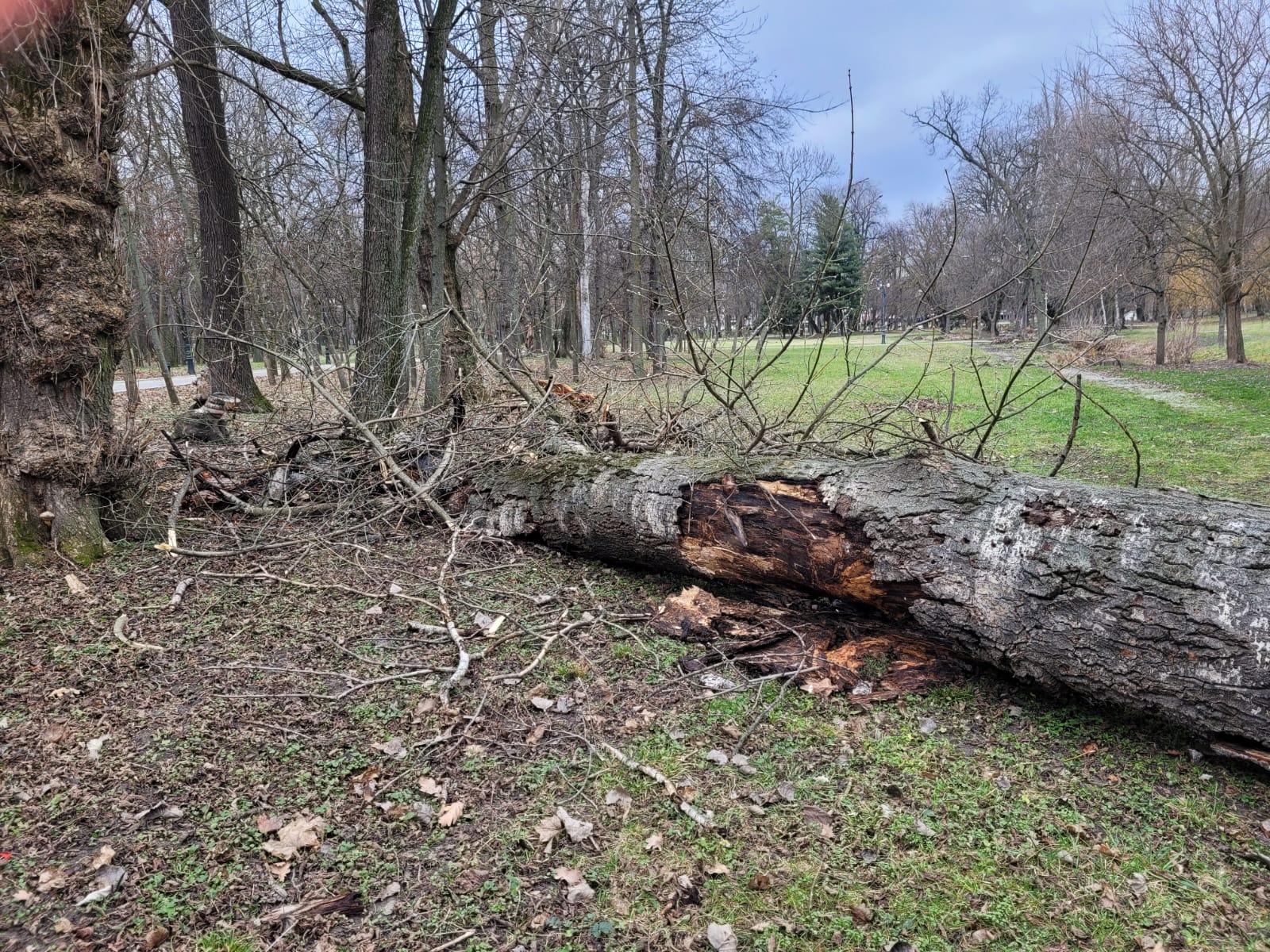 Copac prăbușit în Parcul "Nicolae Romanescu", ridicat de angajații RAADPFL