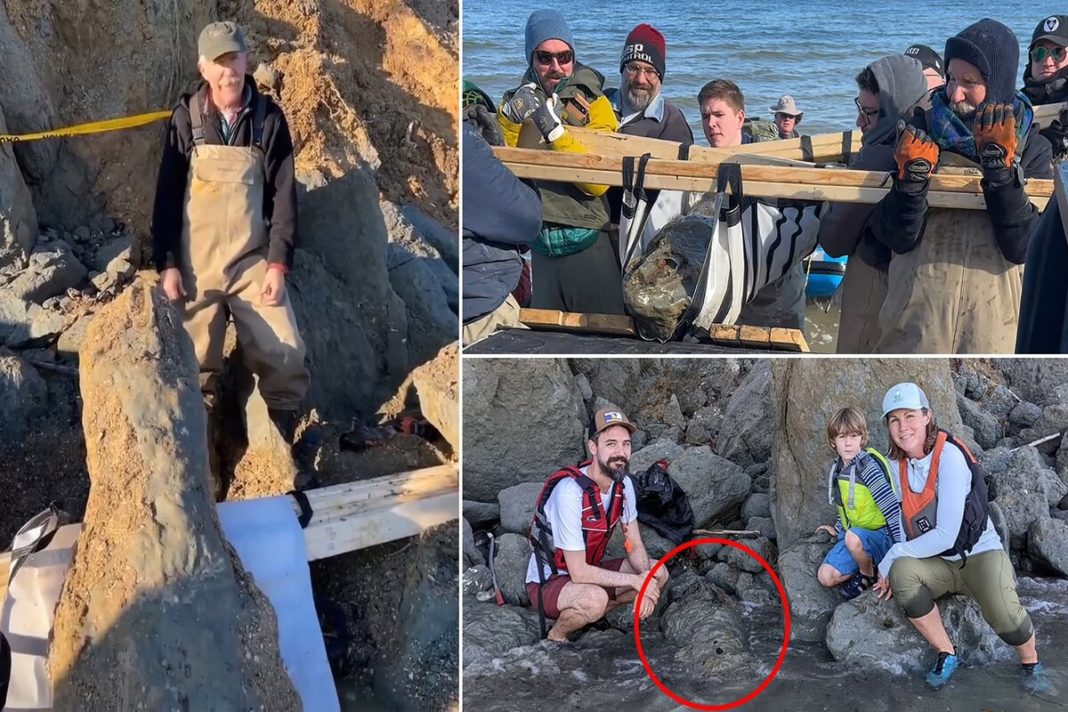 Craniu de balenă vechi de 12 milioane de ani, descoperit pe o plajă din SUA