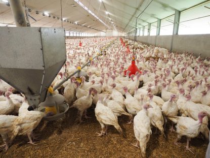 De asemenea, la o fermă cu 113.000 de păsări este suspiciune de gripă
