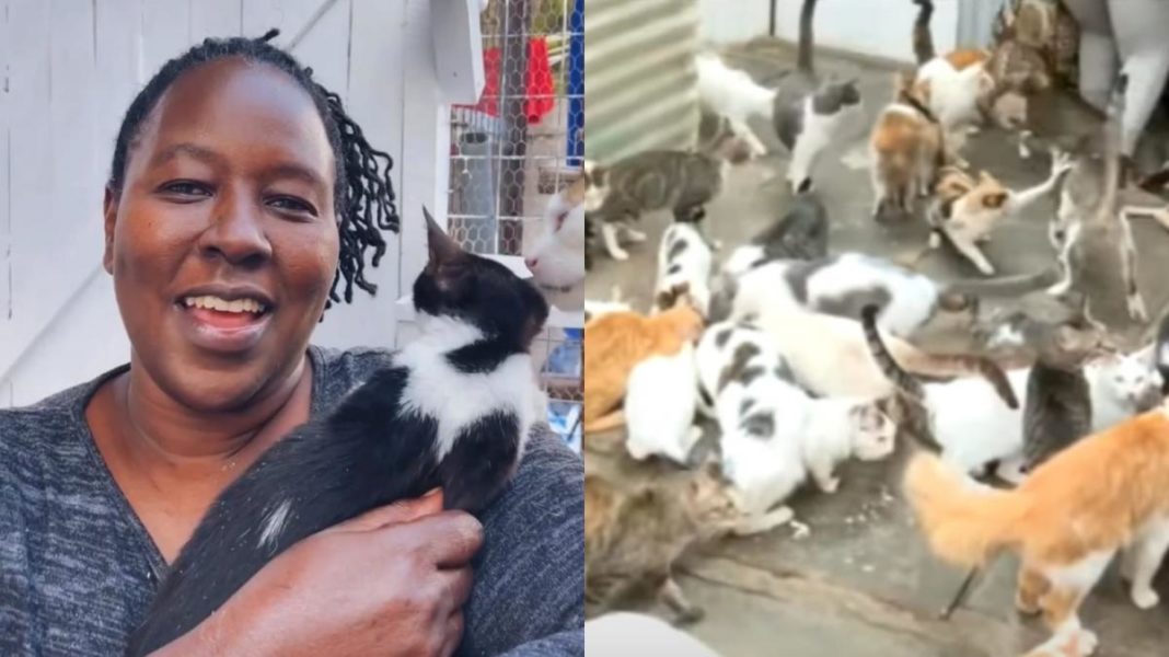 O femeie îşi împarte locuinţa cu 600 de pisici