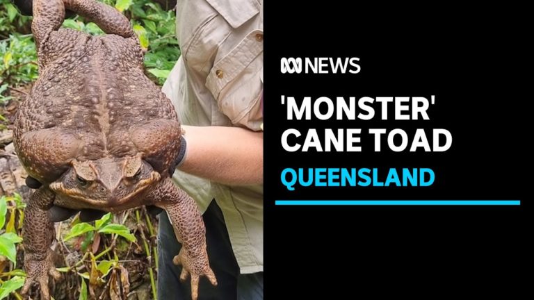 (VIDEO) Broască uriașă, descoperită în Australia
