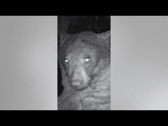(VIDEO) Primul urs care face selfie-uri este într-un parc din Colorado